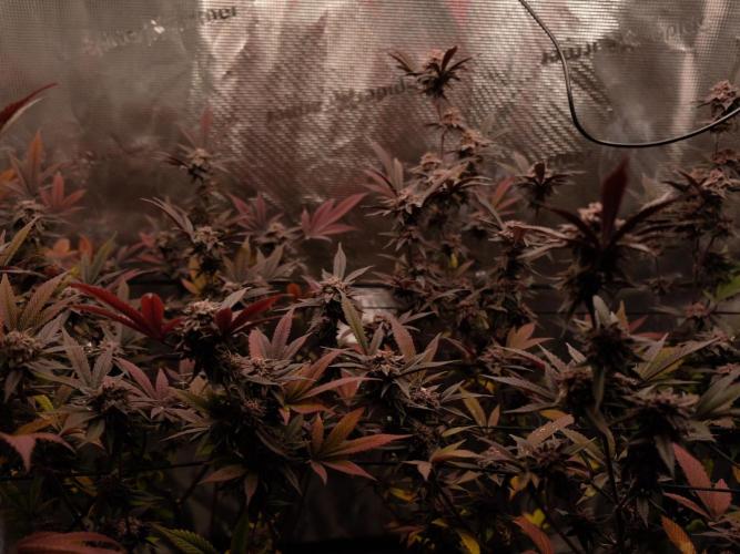 Super Buff Cherry in Living Soil. Week 12