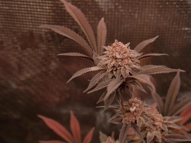 Super Buff Cherry in Living Soil. Week 12