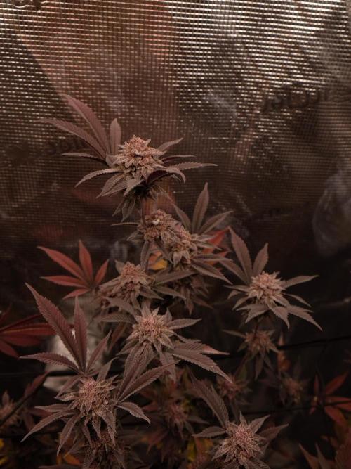 Super Buff Cherry in Living Soil. Week 12