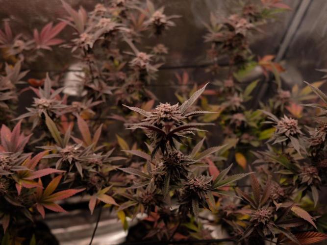 Super Buff Cherry in Living Soil. Week 12