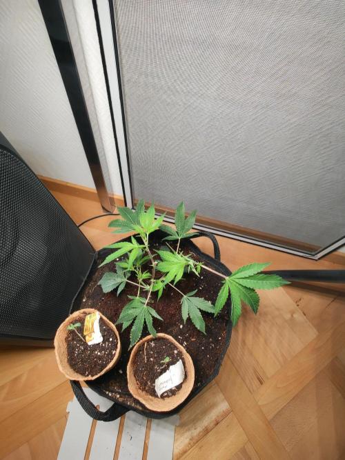 Cap Junky ⚡. Week 1