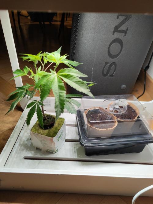 Cap Junky ⚡. Week 1