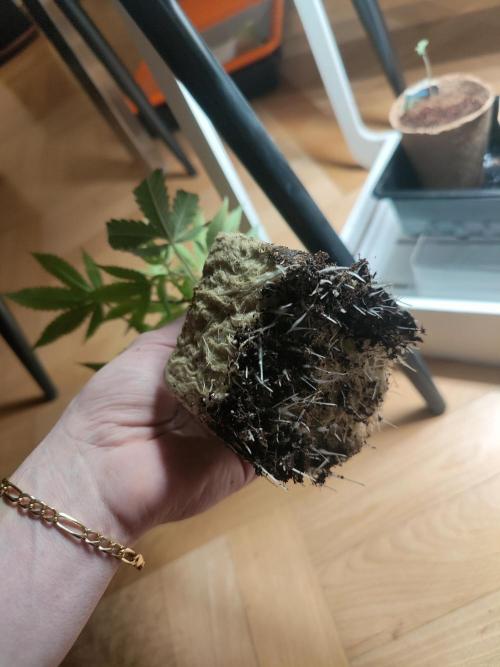 Cap Junky ⚡. Week 1