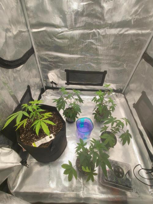Sommergrow🌞. Week 3