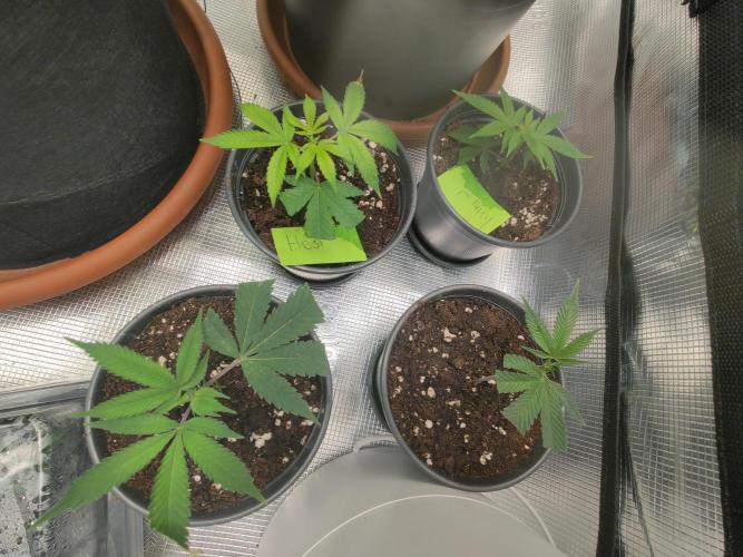 Sommergrow🌞. Week 3