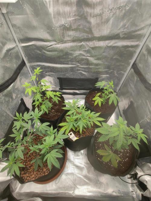 Sommergrow🌞. Week 3