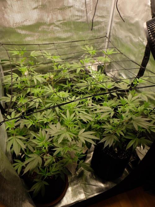 Sommergrow🌞. Week 7