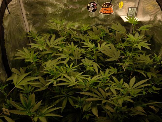 Sommergrow🌞. Week 7