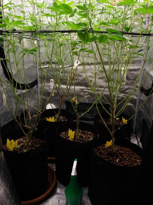 Sommergrow🌞. Week 8