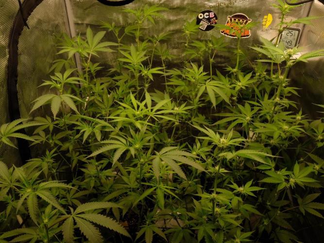 Sommergrow🌞. Week 8