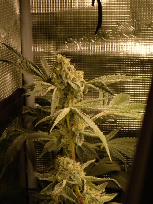 Sommergrow🌞. Week 13