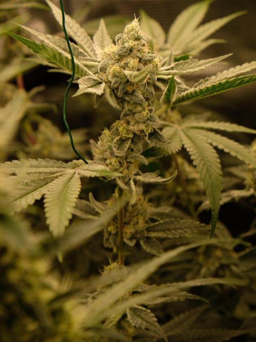 Sommergrow🌞. Week 13