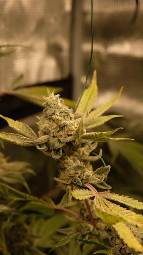 Sommergrow🌞. Week 15