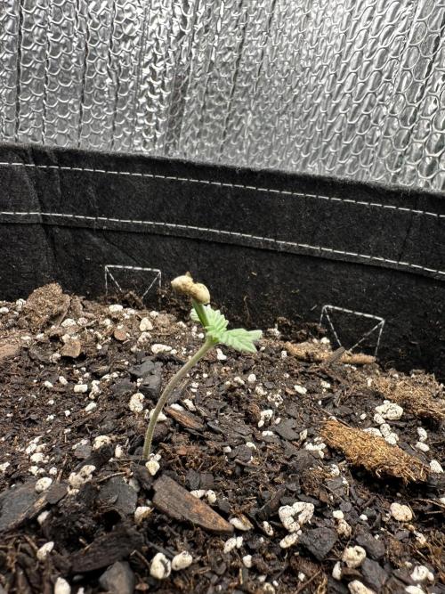 For First Time.. Week 0 - Milk tf