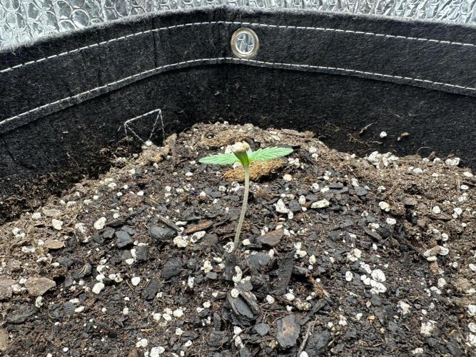 For First Time.. Week 0