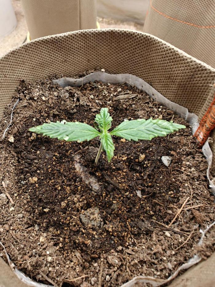 Living Soil with BlueSoak. Week 0