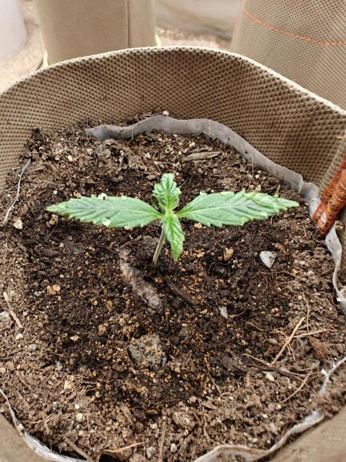 Living Soil with BlueSoak. Week 0