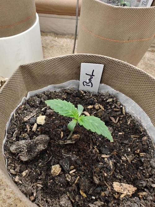 Living Soil Super Boof & Seriosa. Week 0 - Super Boof