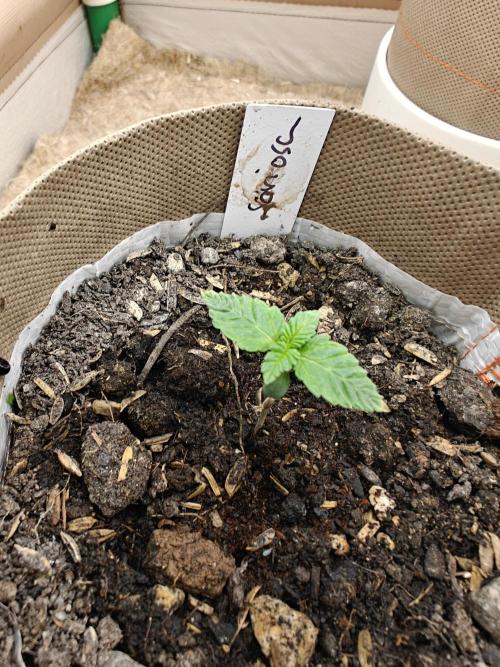 Living Soil Super Boof & Seriosa. Week 0 - Seriosa