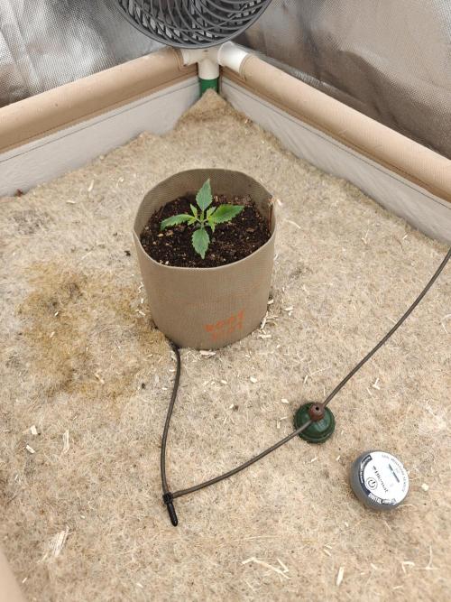 Living Soil with BlueSoak. Week 0