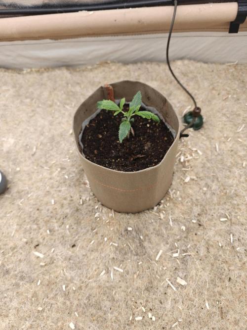 Living Soil with BlueSoak. Week 0