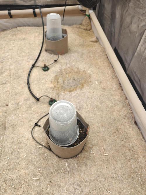 Living Soil Super Boof & Seriosa. Week 0 - Seriosa in the bed.