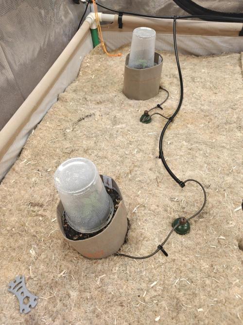 Living Soil Super Boof & Seriosa. Week 0 - Super Boof in the bed.