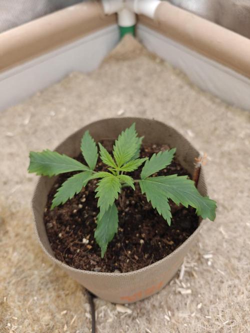 Living Soil with BlueSoak. Week 1