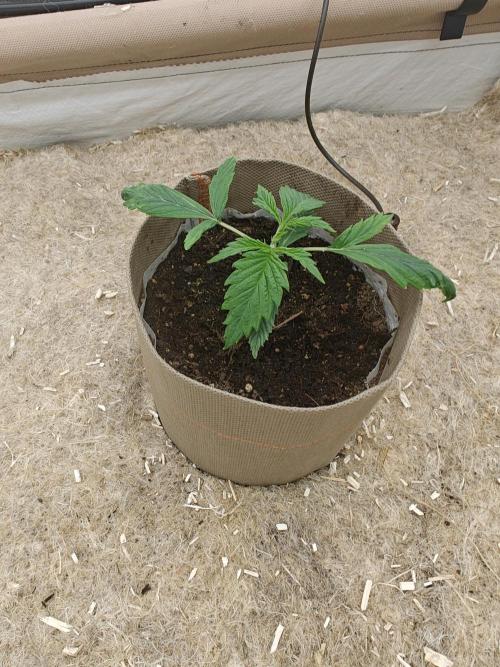 Living Soil with BlueSoak. Week 1