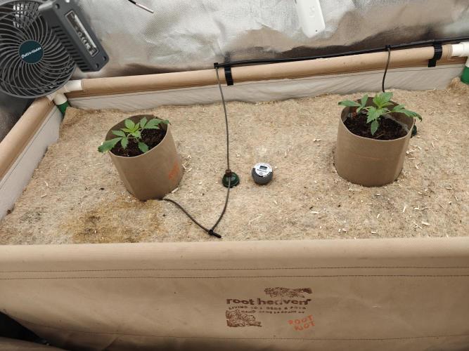 Living Soil with BlueSoak. Week 1