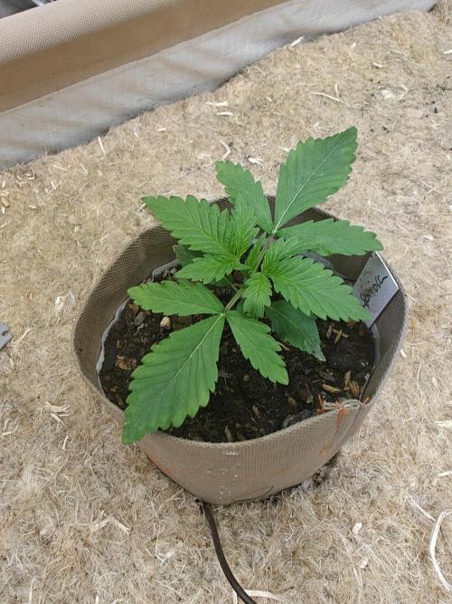 Living Soil Super Boof & Seriosa. Week 1 - Seriosa #1