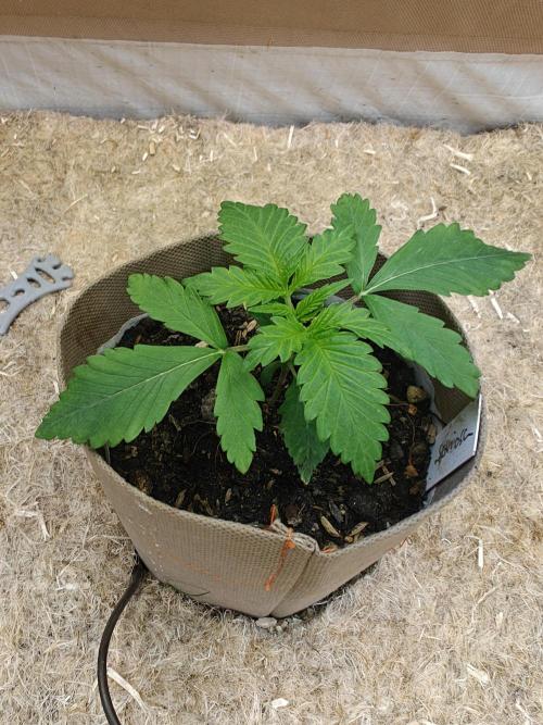 Living Soil Super Boof & Seriosa. Week 1 - Seriosa #1