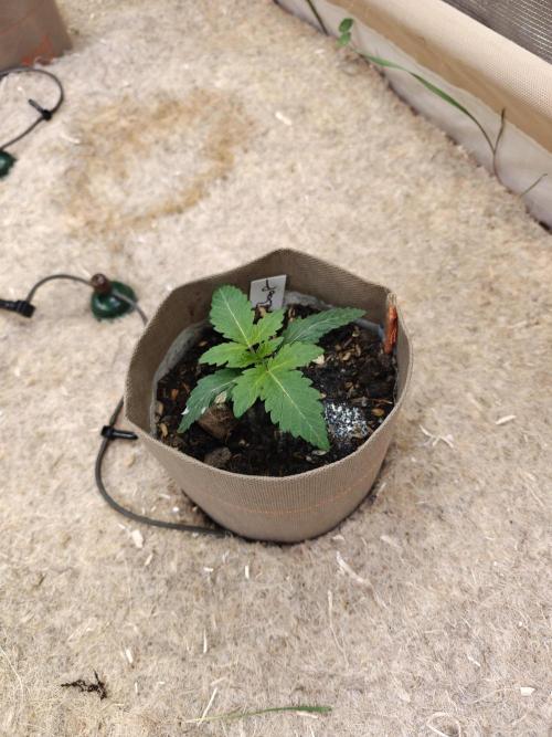 Living Soil Super Boof & Seriosa. Week 1 - Super Boof #1