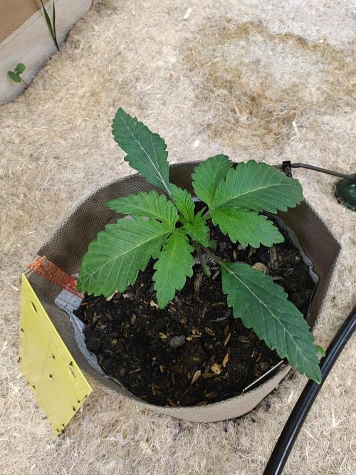 Living Soil Super Boof & Seriosa. Week 1 - Super Boof 2