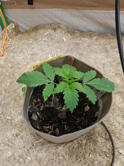 Living Soil Super Boof & Seriosa. Week 1 - Seriosa #2