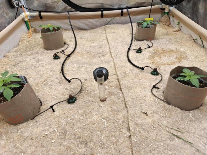 Living Soil Super Boof & Seriosa. Week 1