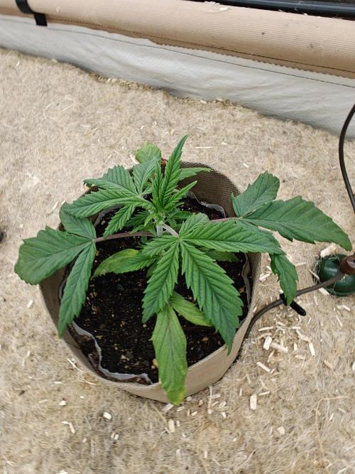 Living Soil with BlueSoak. Week 2