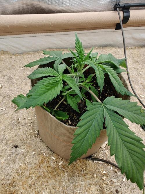 Living Soil with BlueSoak. Week 2