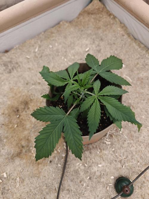 Living Soil with BlueSoak. Week 2