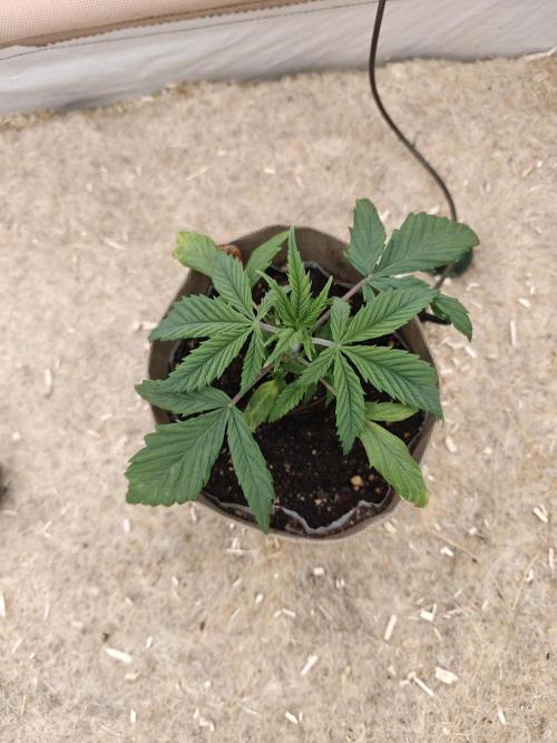 Living Soil with BlueSoak. Week 2