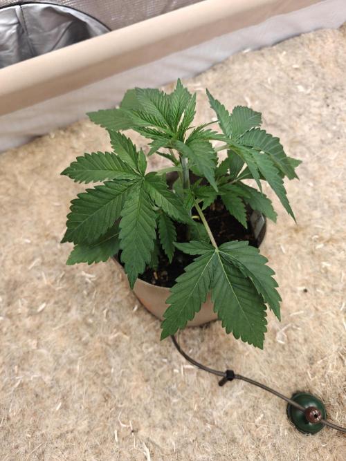 Living Soil Super Boof & Seriosa. Week 2