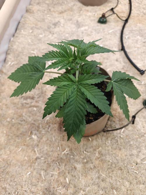 Living Soil Super Boof & Seriosa. Week 2