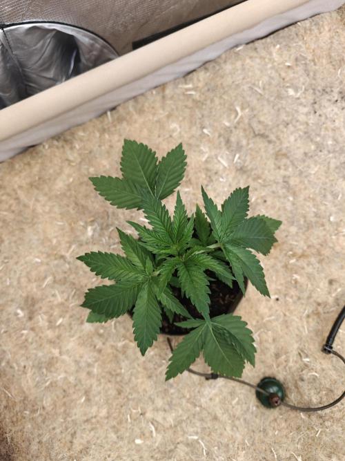 Living Soil Super Boof & Seriosa. Week 2