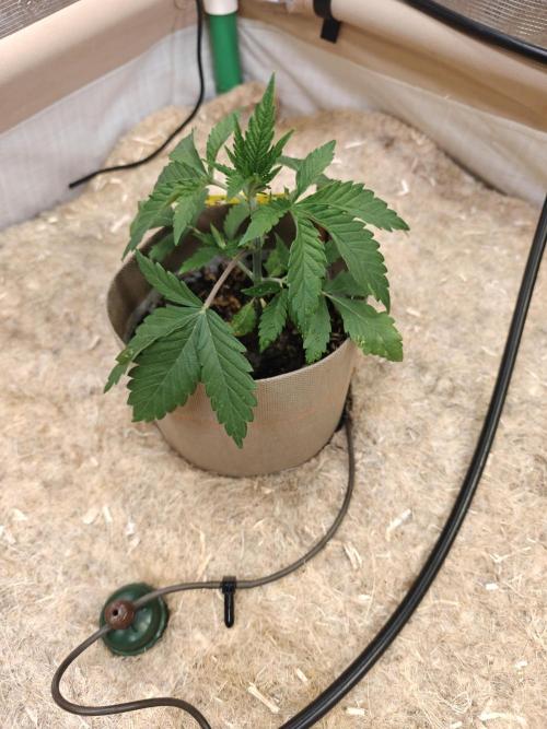 Living Soil Super Boof & Seriosa. Week 2