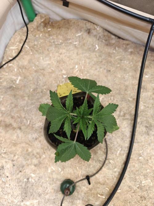 Living Soil Super Boof & Seriosa. Week 2