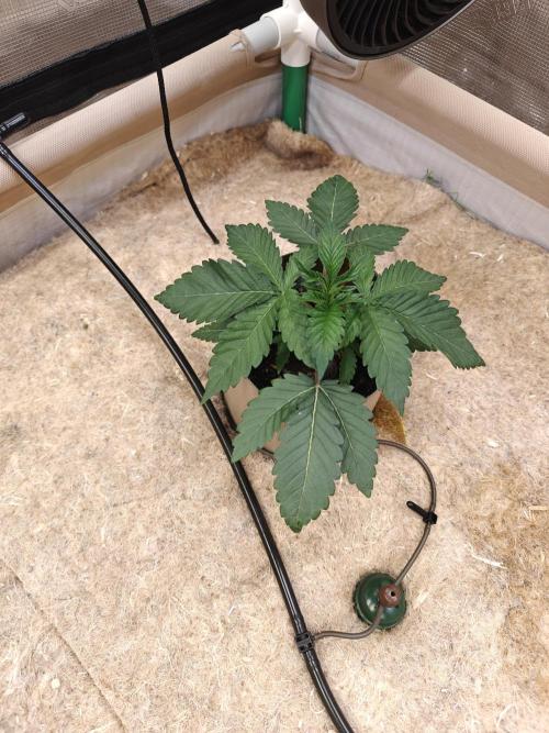 Living Soil Super Boof & Seriosa. Week 2