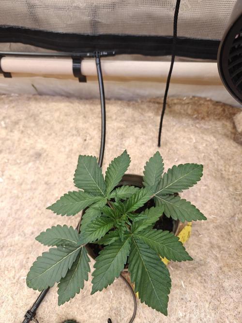 Living Soil Super Boof & Seriosa. Week 2