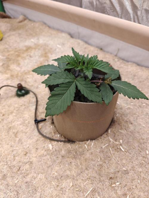 Living Soil Super Boof & Seriosa. Week 2