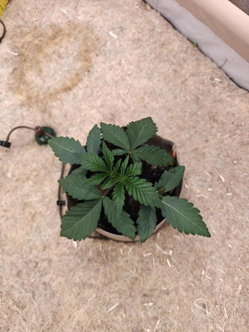 Living Soil Super Boof & Seriosa. Week 2