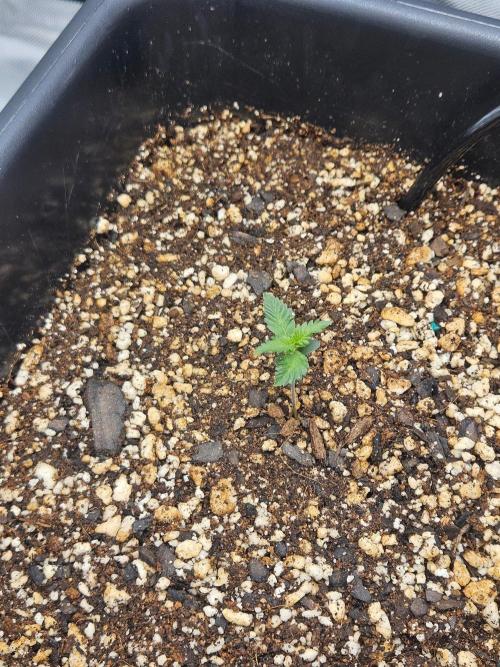Fast buds purple lemonade. Week 1